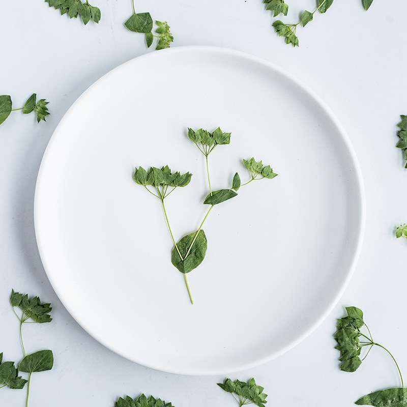 Plant Parent Sticker - 60 قطعة من عشب الأرانب مع