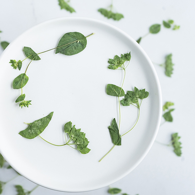 60 قطعة من عشب الأرانب مع أغصا - مراجعة Plant Parent Sticker وسعره
